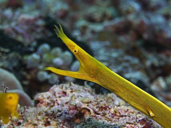 مار ماهی روبان زرد (ماده)