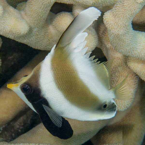 پروانه ماهی سه نواری