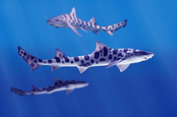 کوسه ماهی لئوپارد Leopard Shark