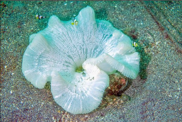 شقایق موکتی سفید