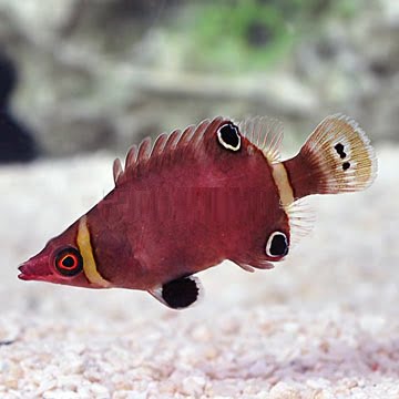 راس پیکان قرمز