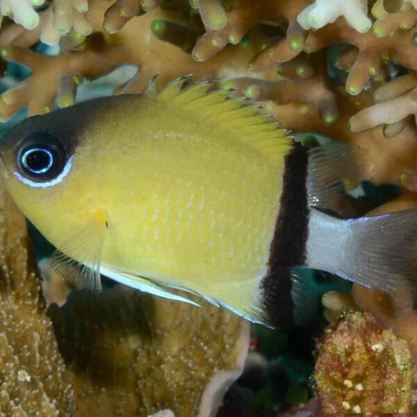 کرومیس نوار سیاه