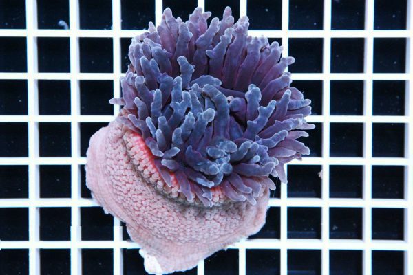 شقایق پایه قرمز بنفش و صورتی