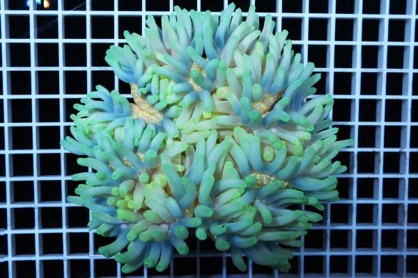 شقایق پایه قرمز سبز