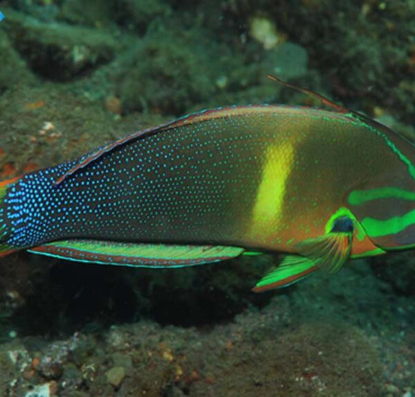 راس کوریس افریقایی