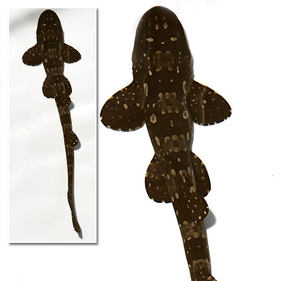 گربه کوسه مرمری