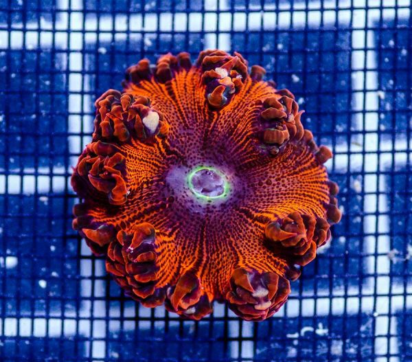 شقایق صخره ای