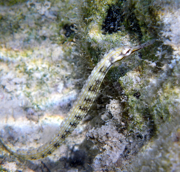 پایپ فیش استرالیایی